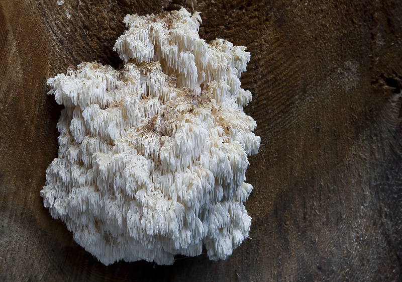 Hericium flagellum